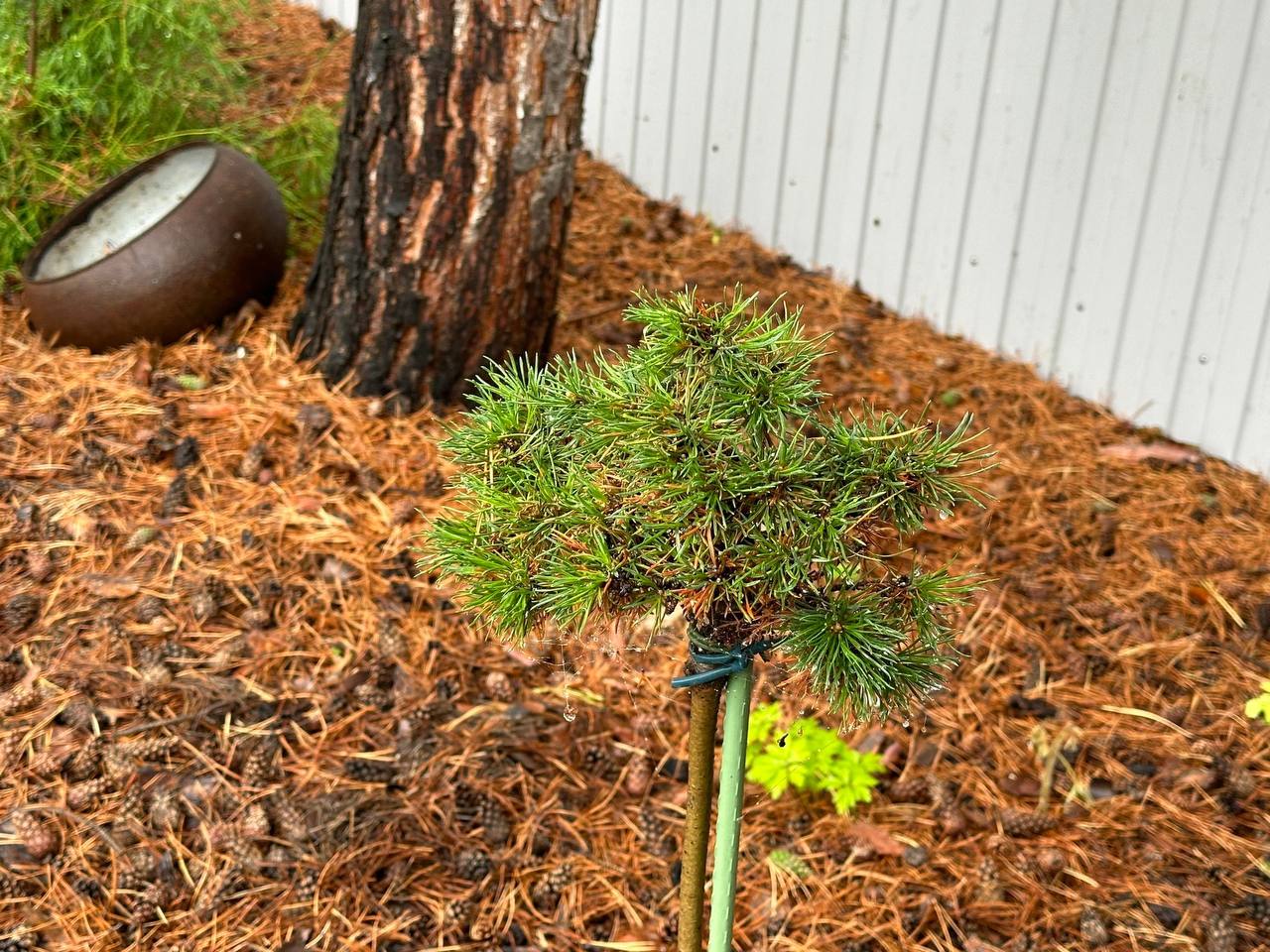 Pinus mugo ‘Minima Kalous’