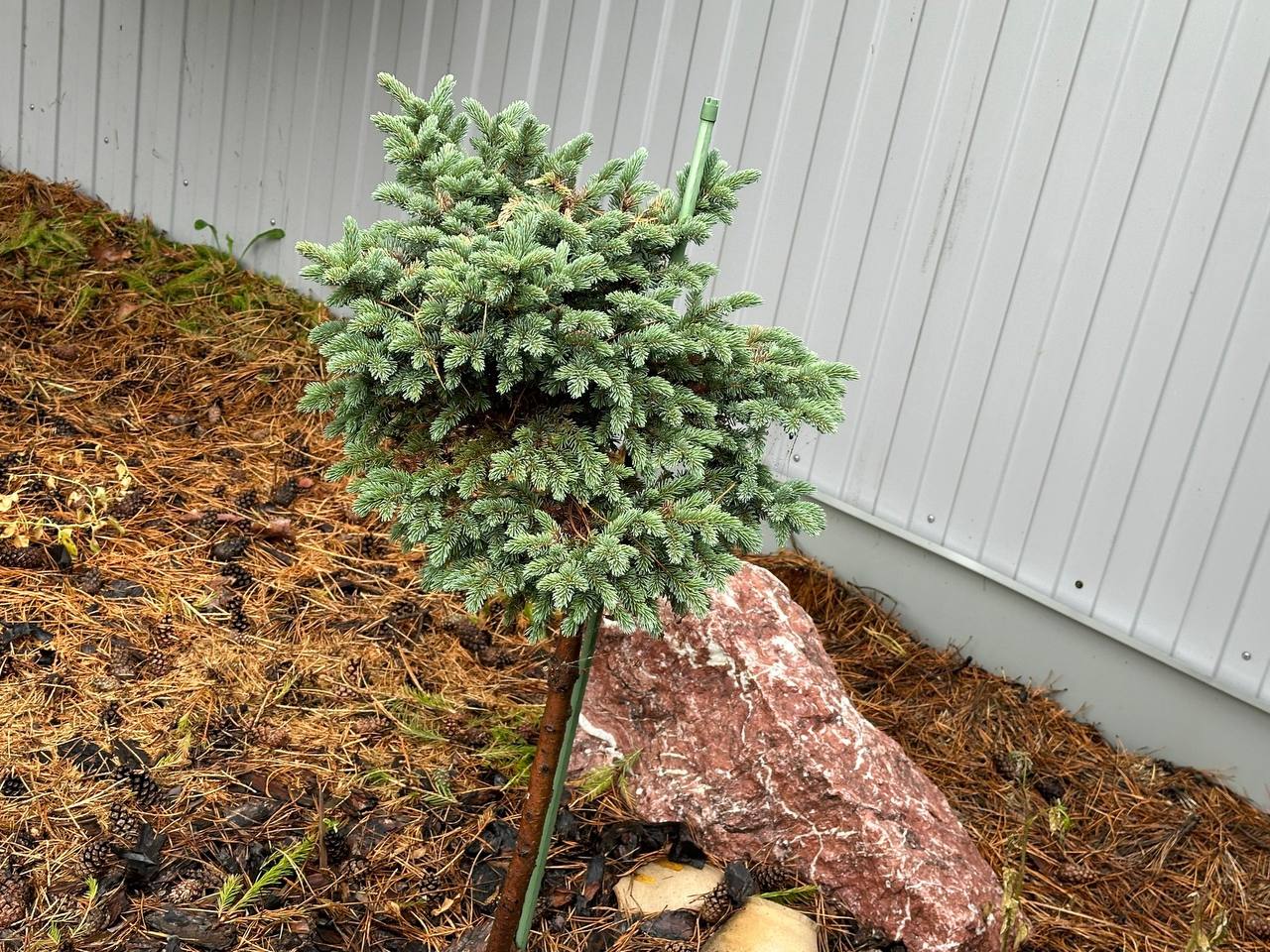 Picea pungens ‘Belgie WD’