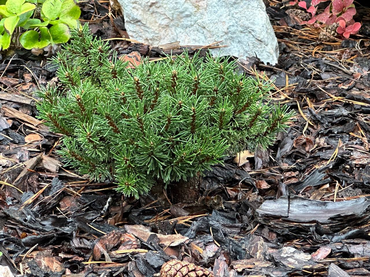 Pinus mugo ‘Bonsai Kramer’