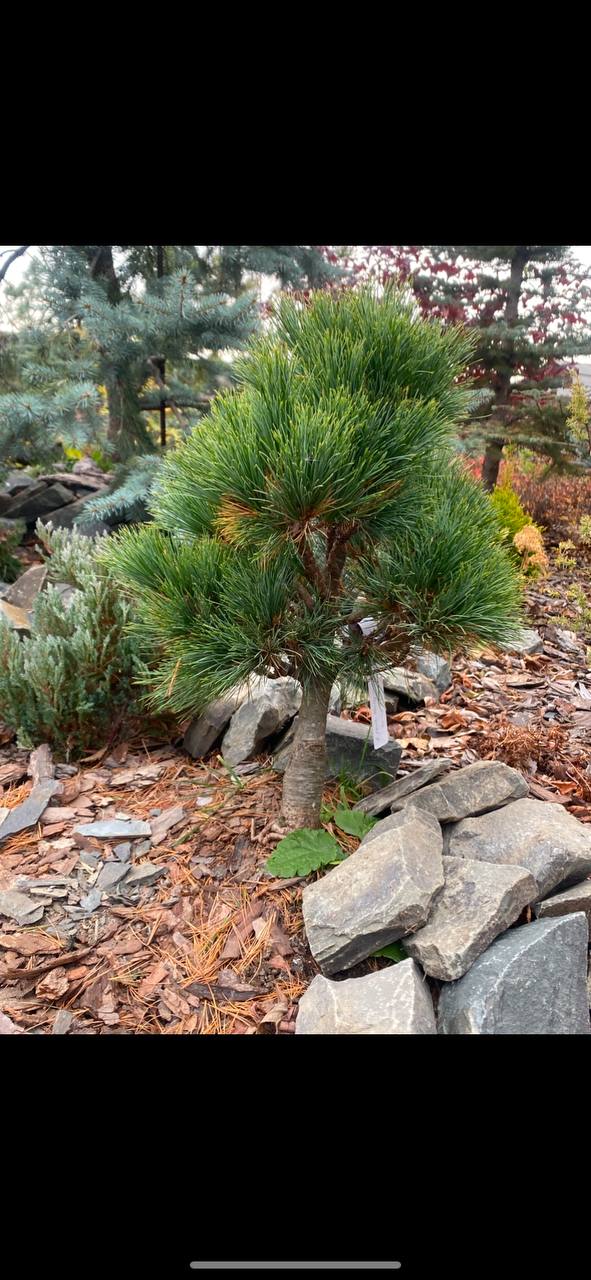 Pinus peuce 'Harlequin' (Harlekin)