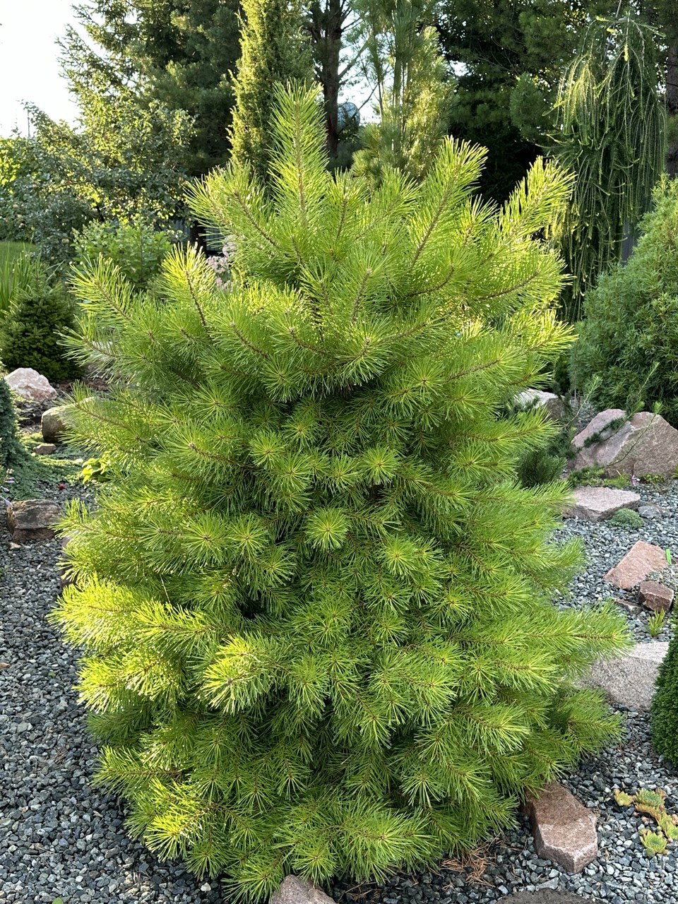 Pinus sylvestris ‘Trollguld’