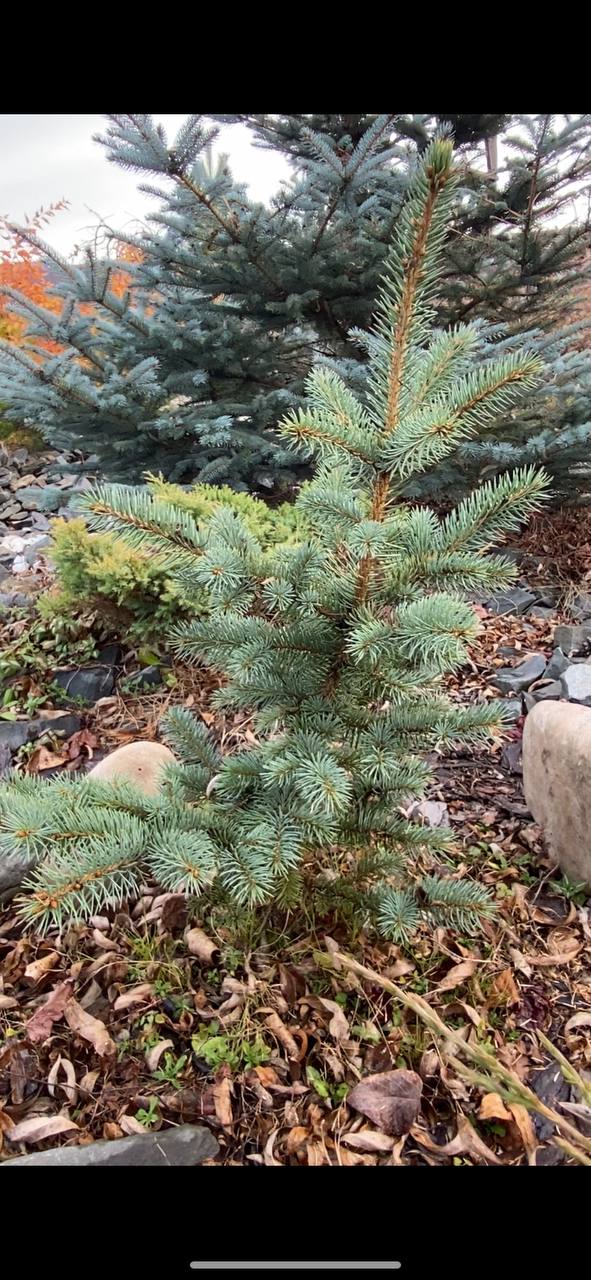 Picea pungens 'Gebelle's Golden Spring'