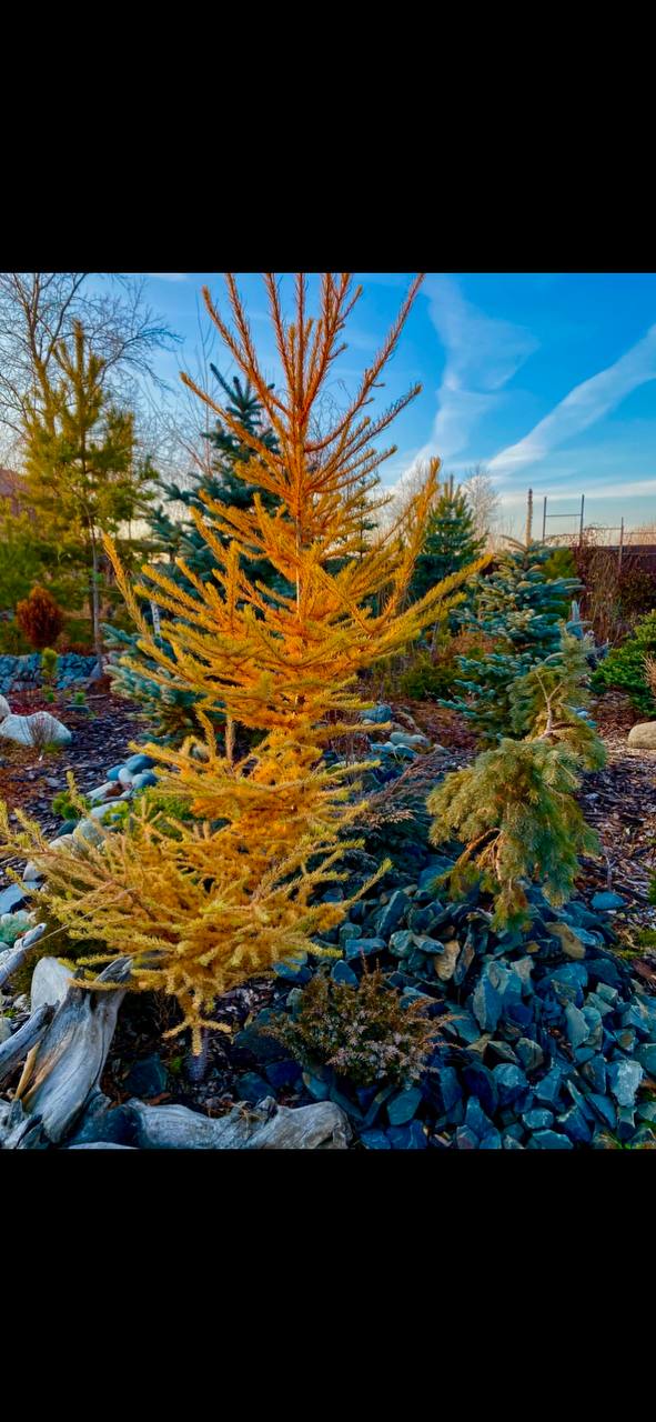 Larix kaempferi ‘Jan’