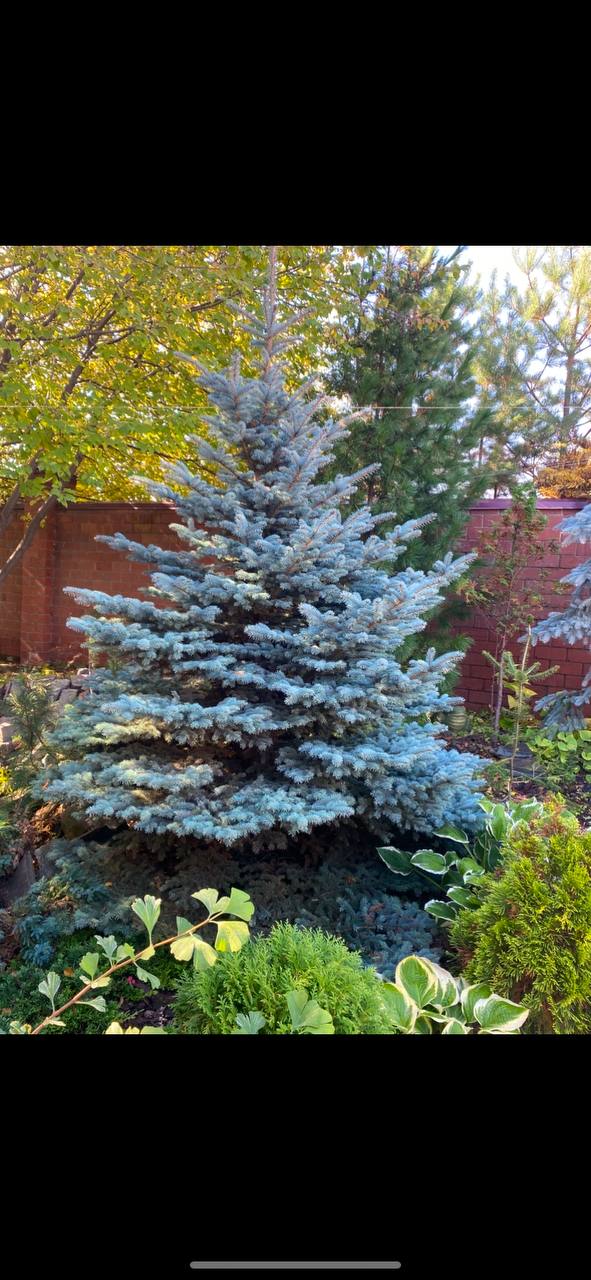 Picea pungens 'Glauca Globosa'