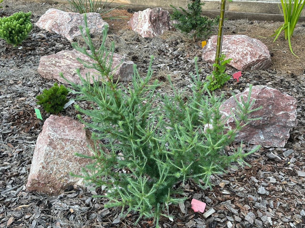 Larix laricina ‘Blue Sparkle’
