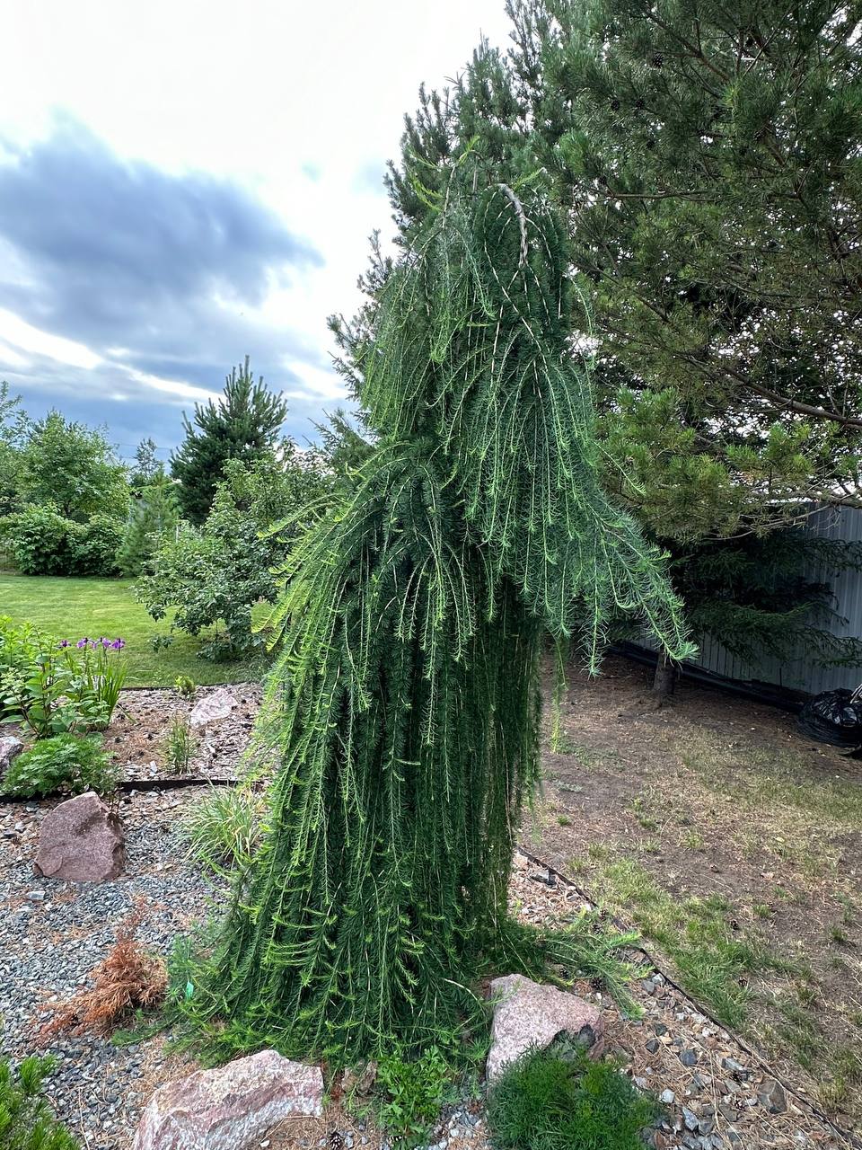 Larix decidua ‘Pendula’