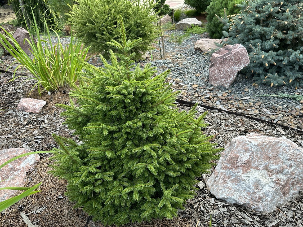 Picea obovata ‘Ushajka’