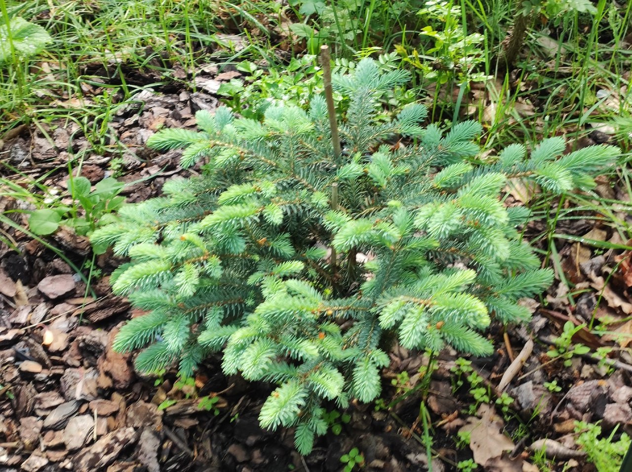 Picea engelmannii 'Thomschke'