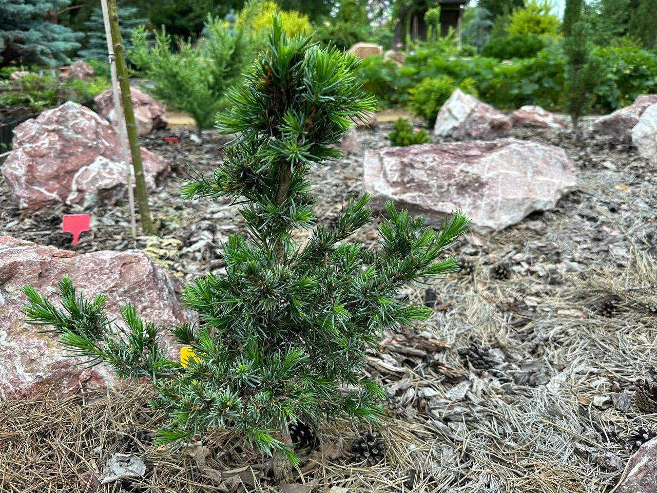 Picea omorika ‘Wodan’