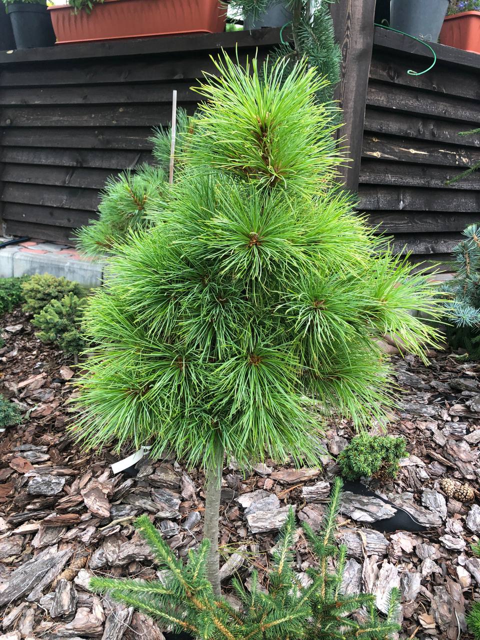Pinus sibirica ‘Ideal’