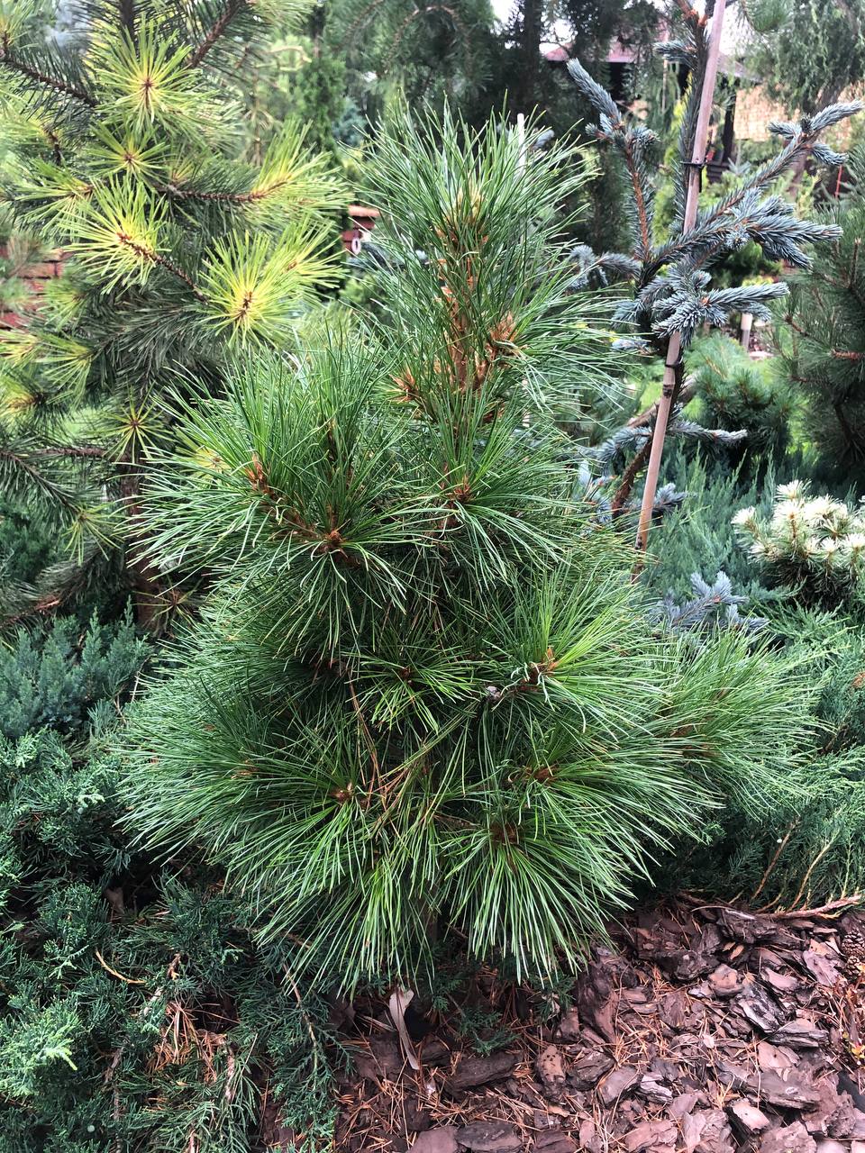 Pinus sibirica ‘President’