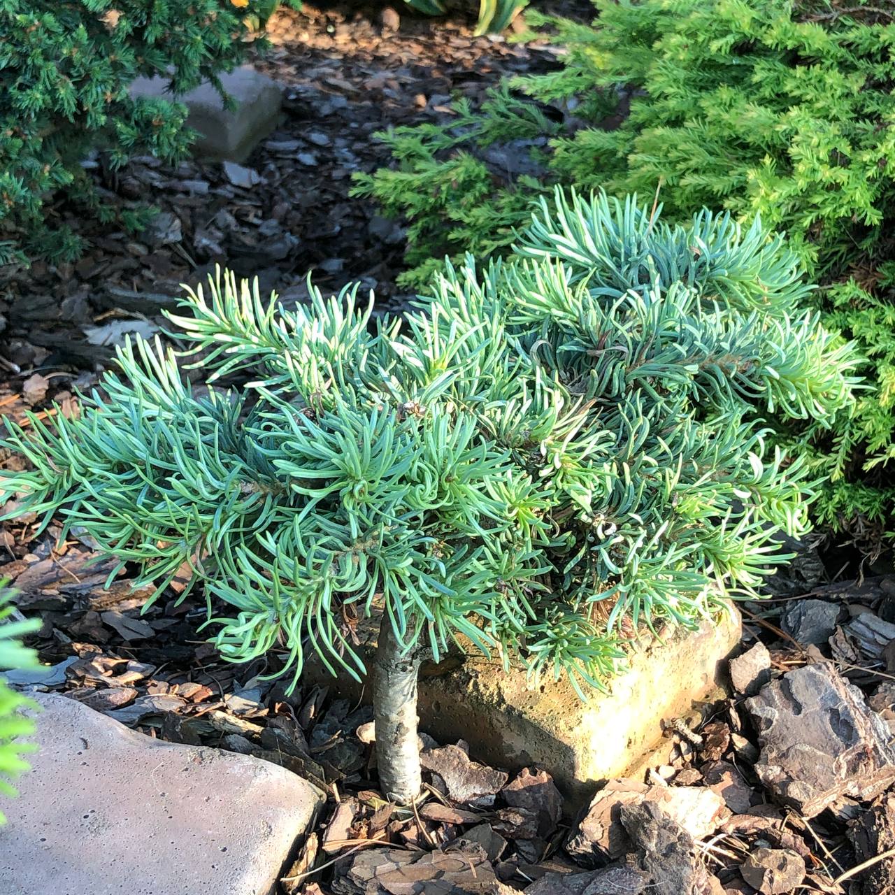 Abies concolor ‘Ostrov nad Ohri’