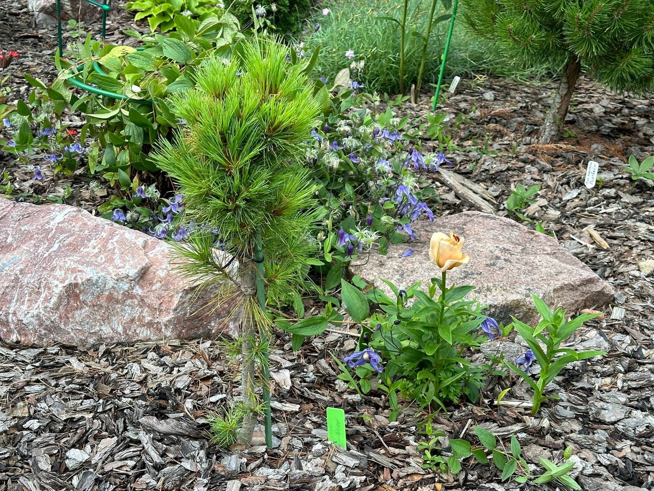 Pinus sibirica ‘Oika-Noor’