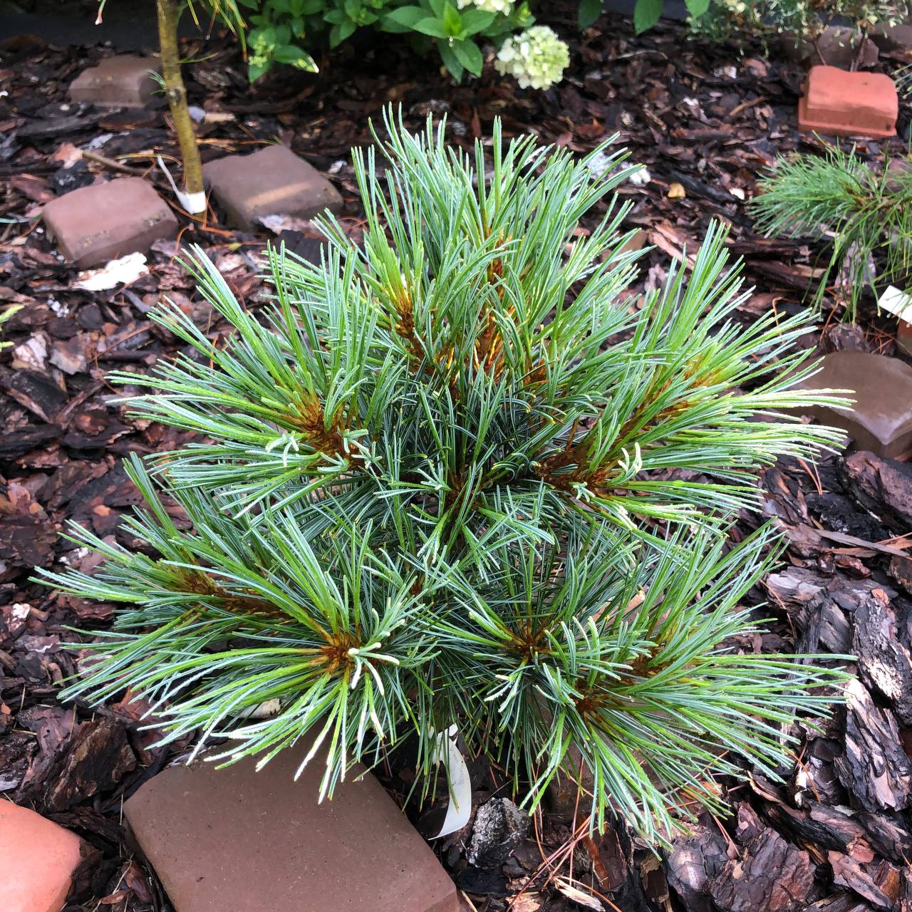 Pinus koraiensis ‘Perun’