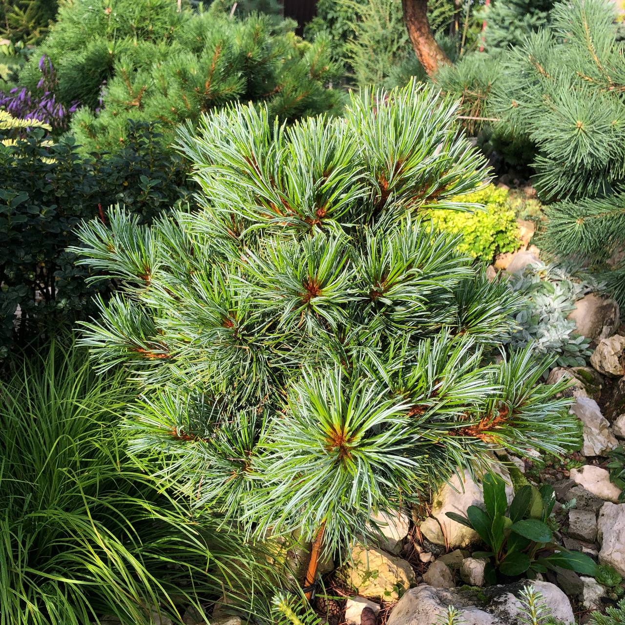 Pinus koraiensis ‘Blue Ball’