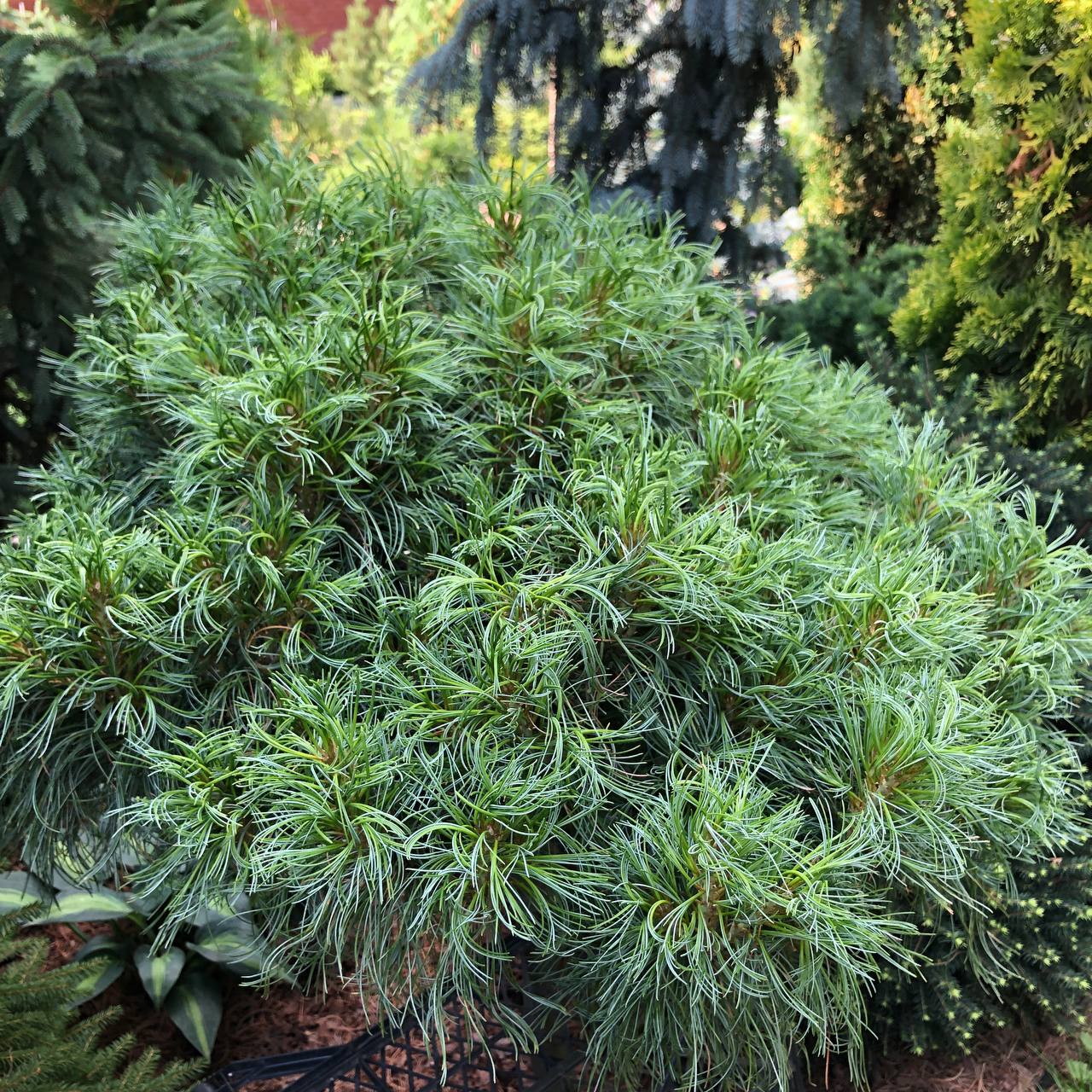 Pinus strobus ‘Green Twist’