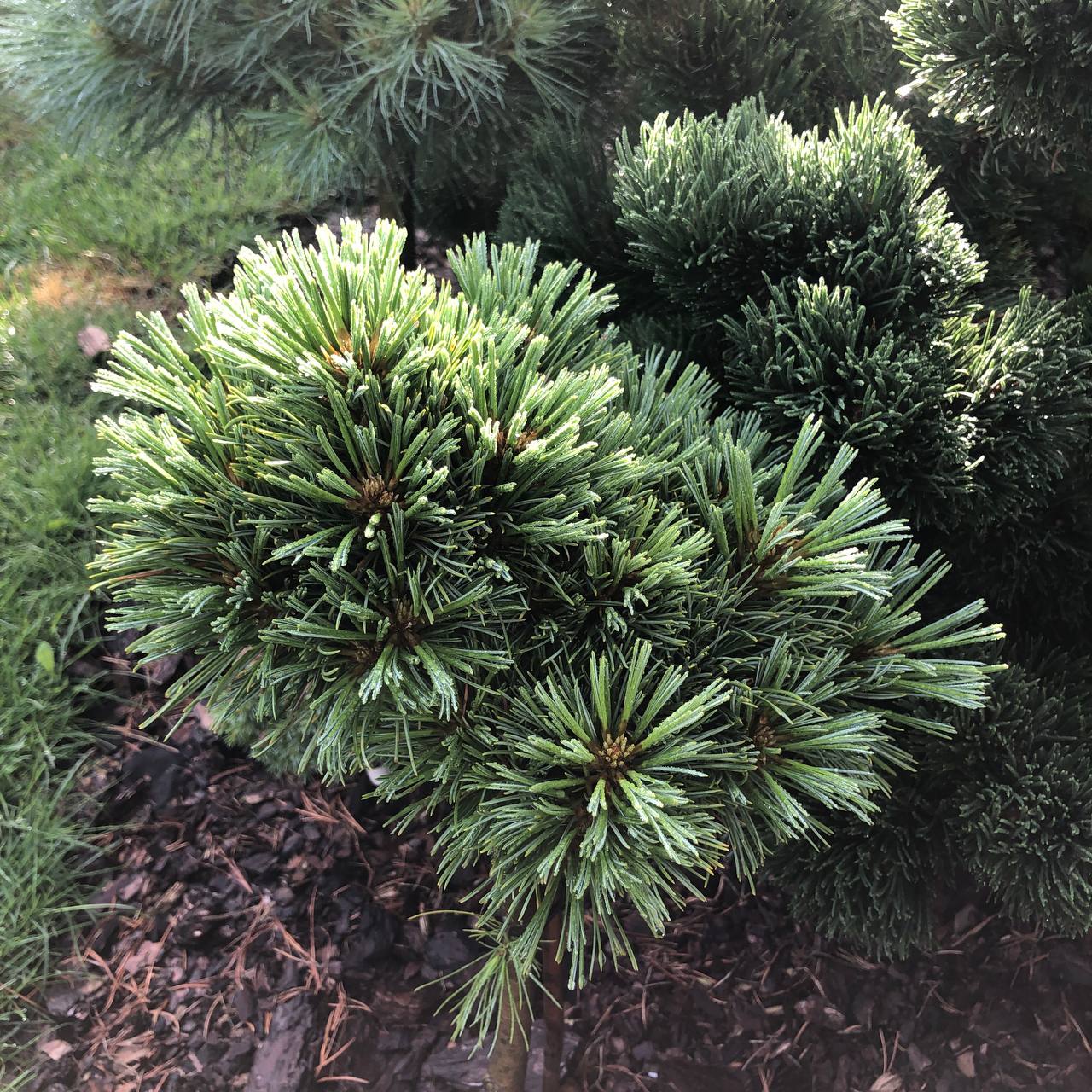 Pinus koraiensis ‘Li-Lu’