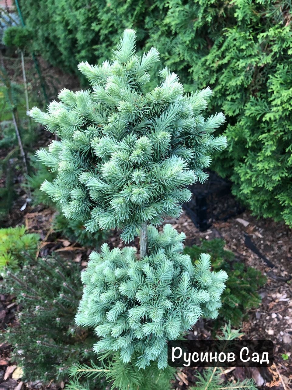 Larix kaempferi ‘Bambino’