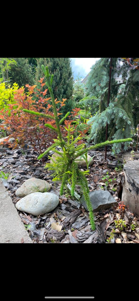 Picea obovata 'Herbert Hense' (Herbert#22)