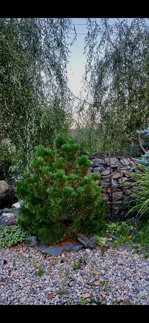 Pinus mugo 'Columnaris' / 'Columbo'