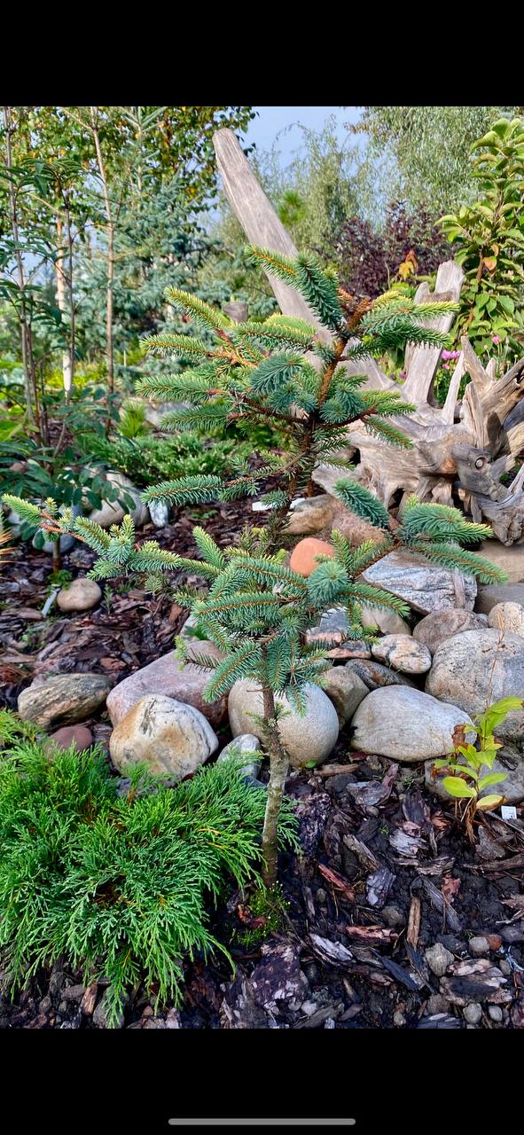 Picea mariana 'Aurea'