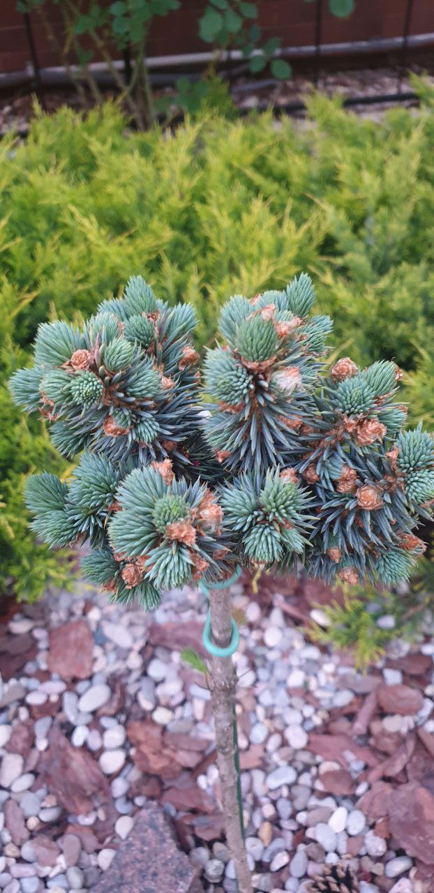 Picea pungens 'Pali'