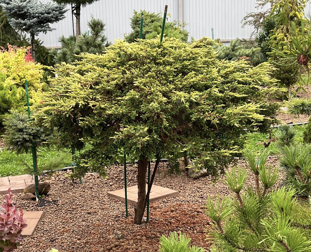 Juniperus communis ‘Goldschatz’