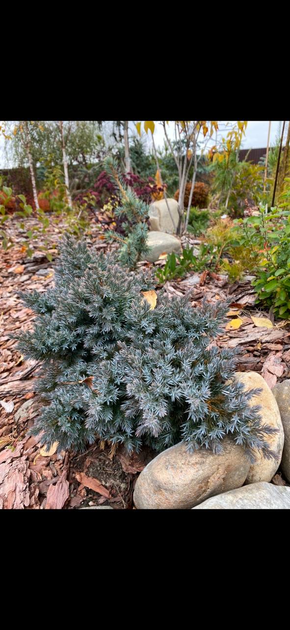 Juniperus squamata 'Blue Star'
