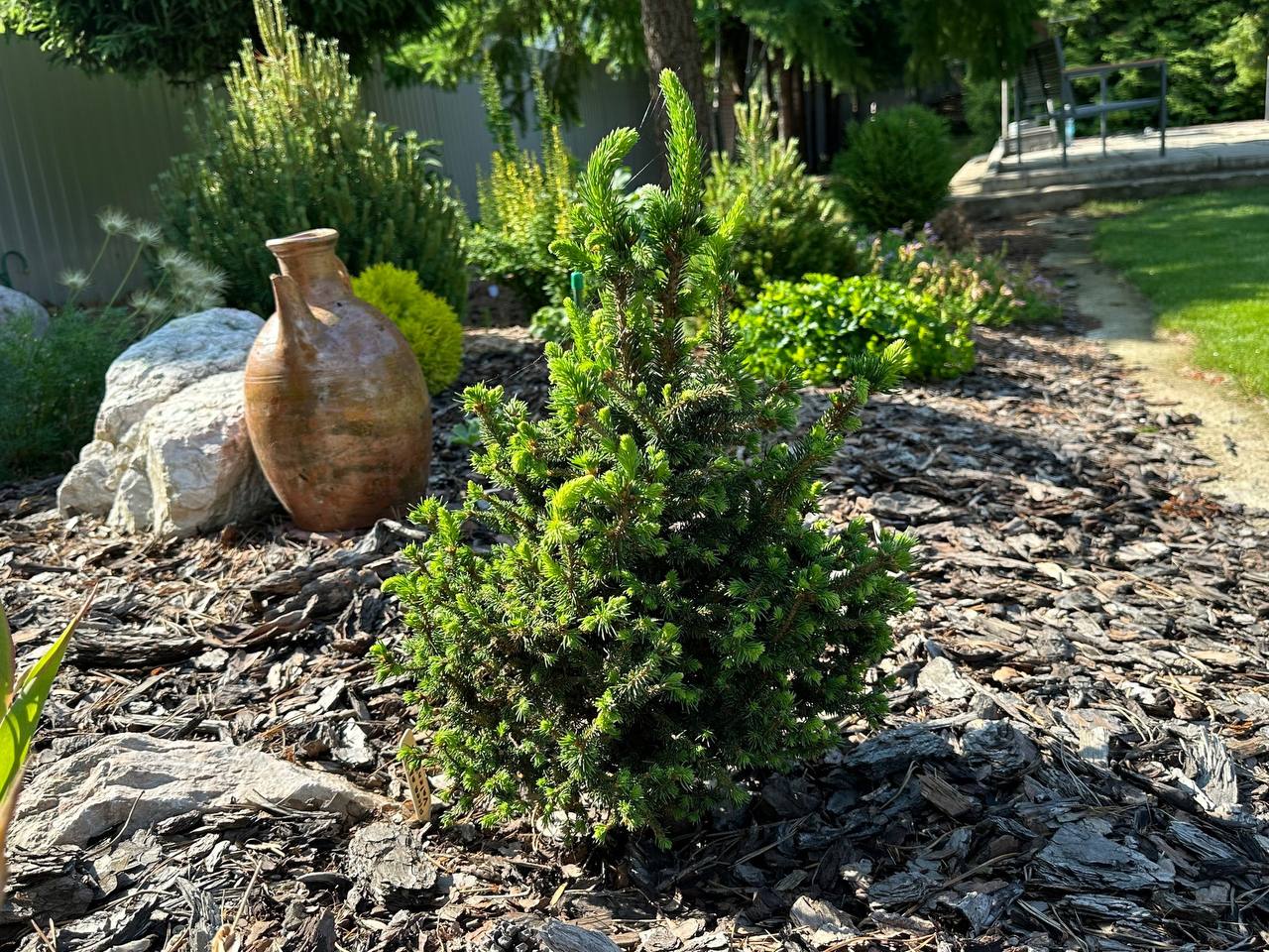 Picea abies ‘Valentins’