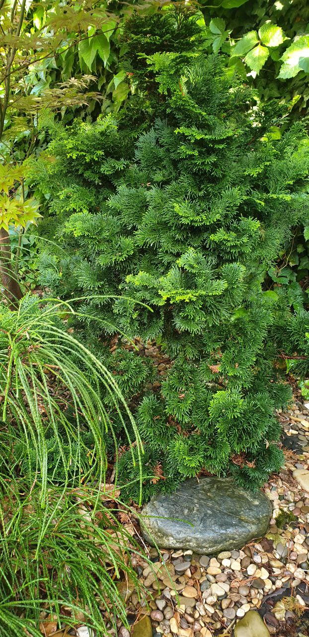Chamaecyparis obtusa 'Nana Gracilis'