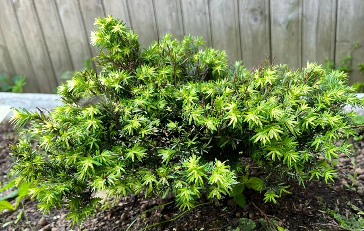 Tsuga canadensis ‘Betty Rose’