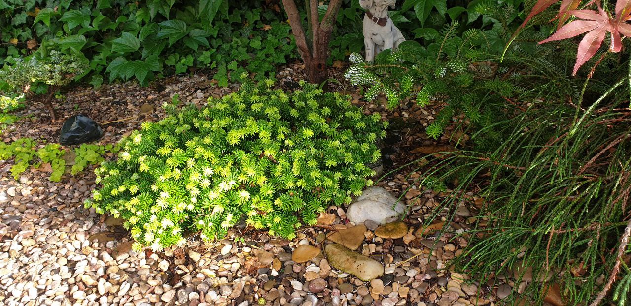 Abies koreana 'Brilliant'