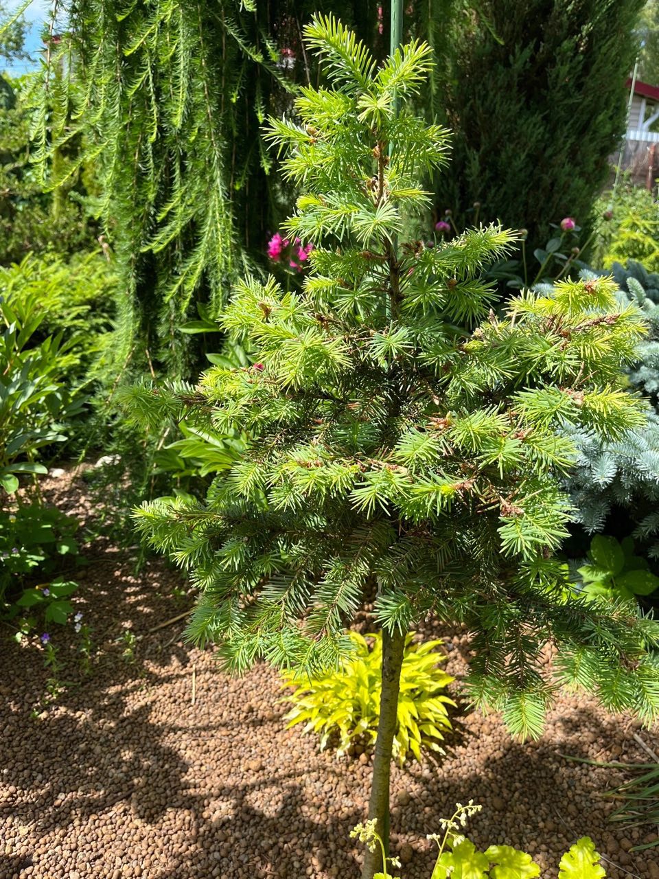 Pseudotsuga menziesii  ‘Fletcheri’