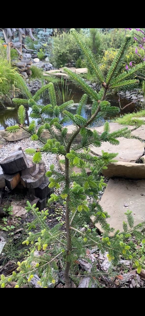 Abies balsamea ‘Bruce’s Variegated’