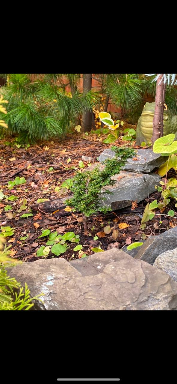 Tsuga canadensis 'Jervis'