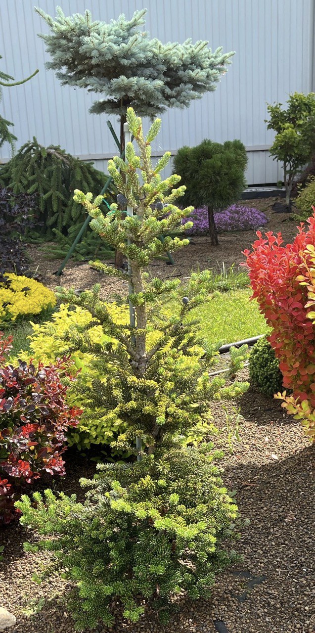 Abies koreana ‘Brevifolia’