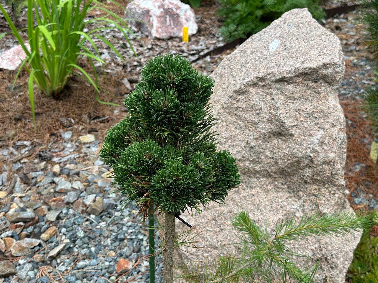 Pinus mugo ‘Michelle’