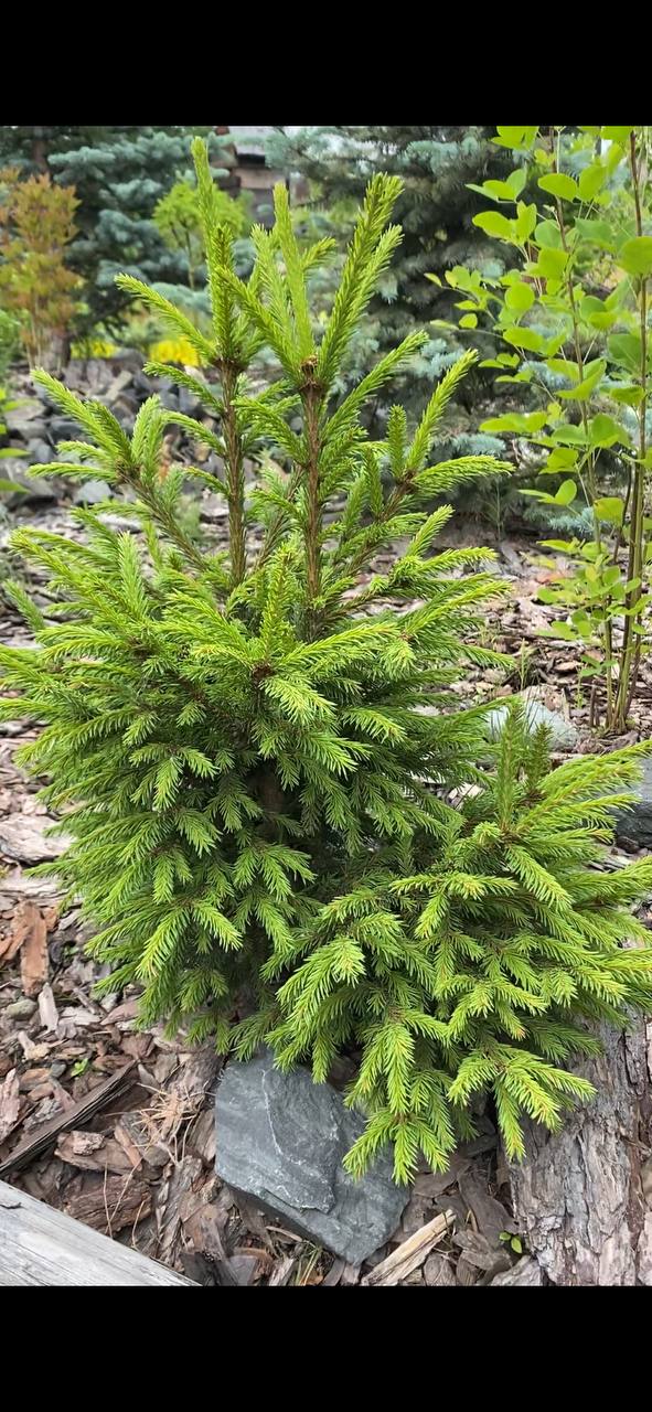 Picea obovata 'Kipun'