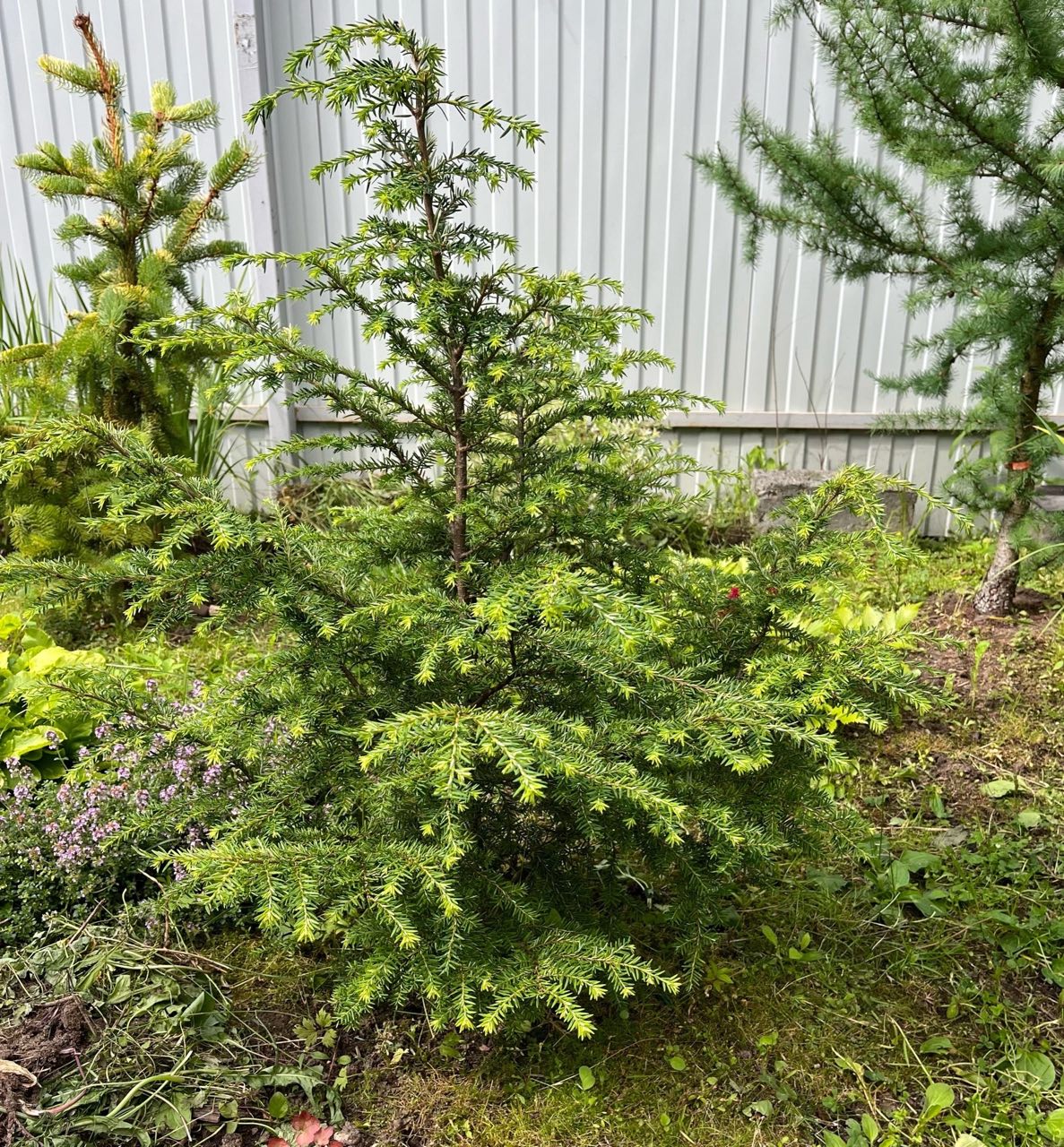 Tsuga canadensis ‘ Little  Snow’