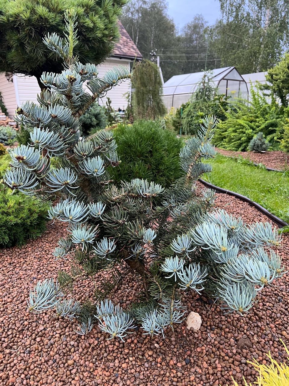 Abies concolor ‘Compacta’