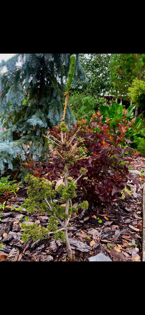 Picea abies 'Pragense'