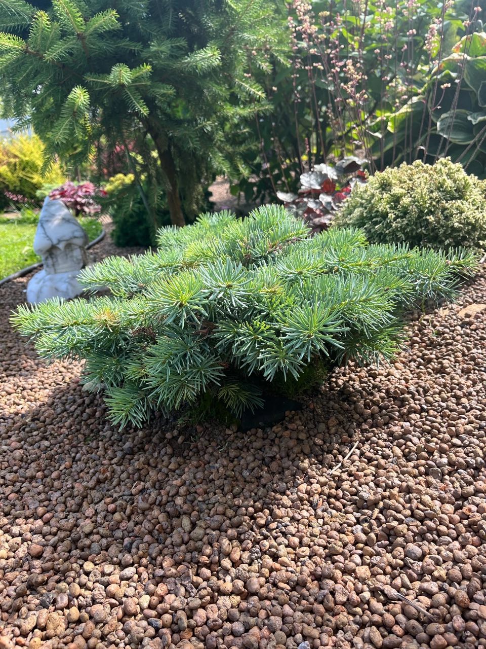 Abies concolor ‘Piggelmee’
