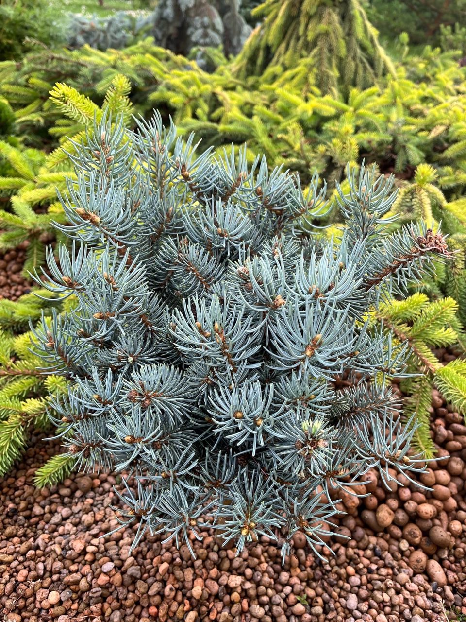 Picea pungens ‘Kenosha’