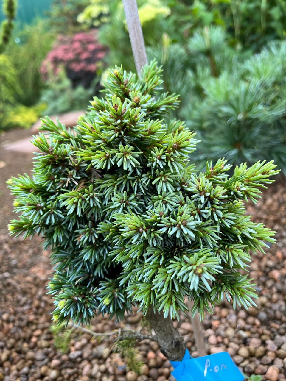 Picea omorika ‘Erfilla’