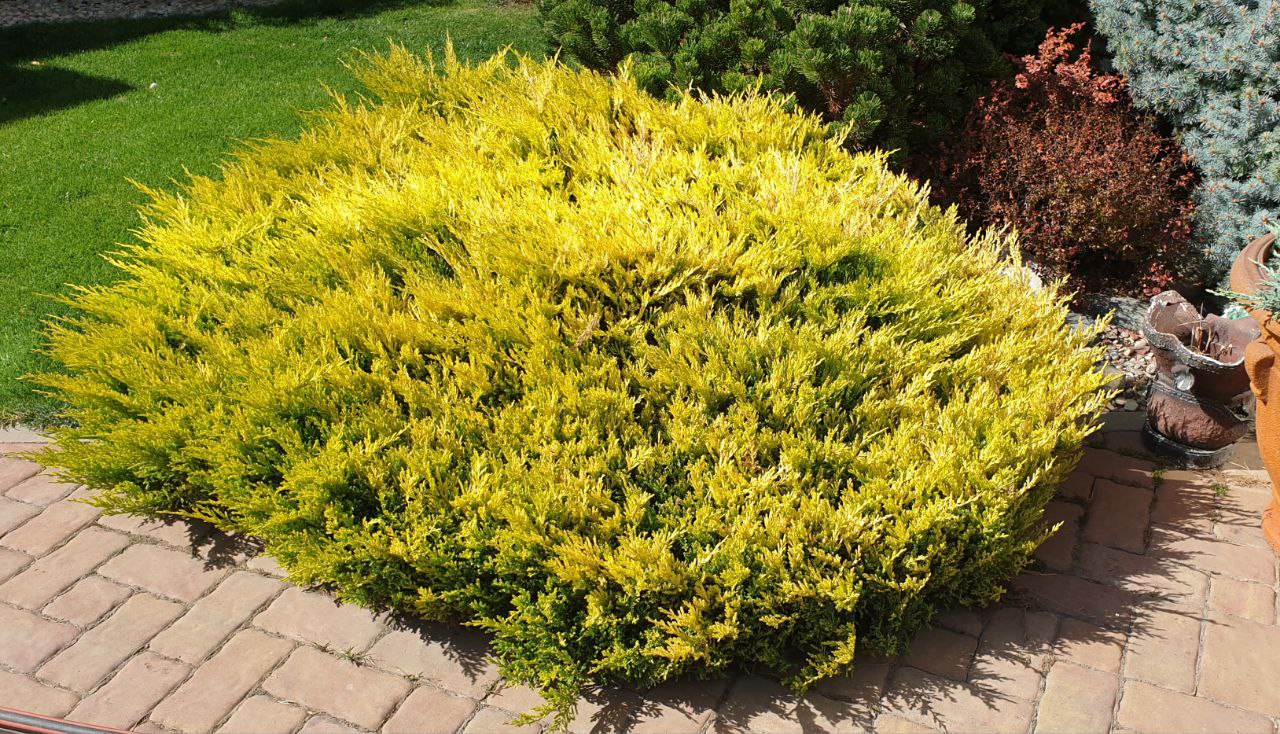 Juniperus horizontalis 'Lime Glow'