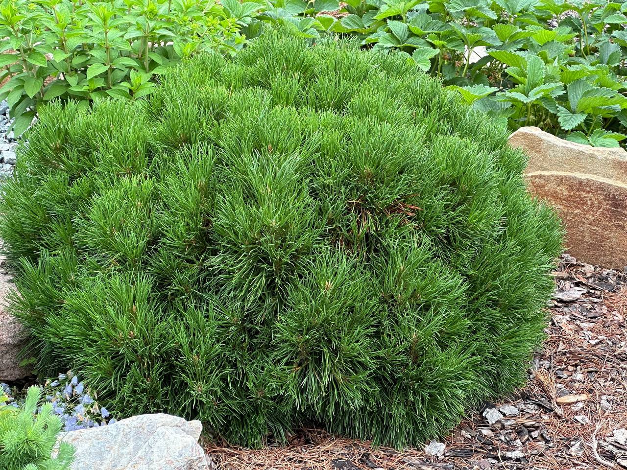 Pinus mugo ‘Varella’