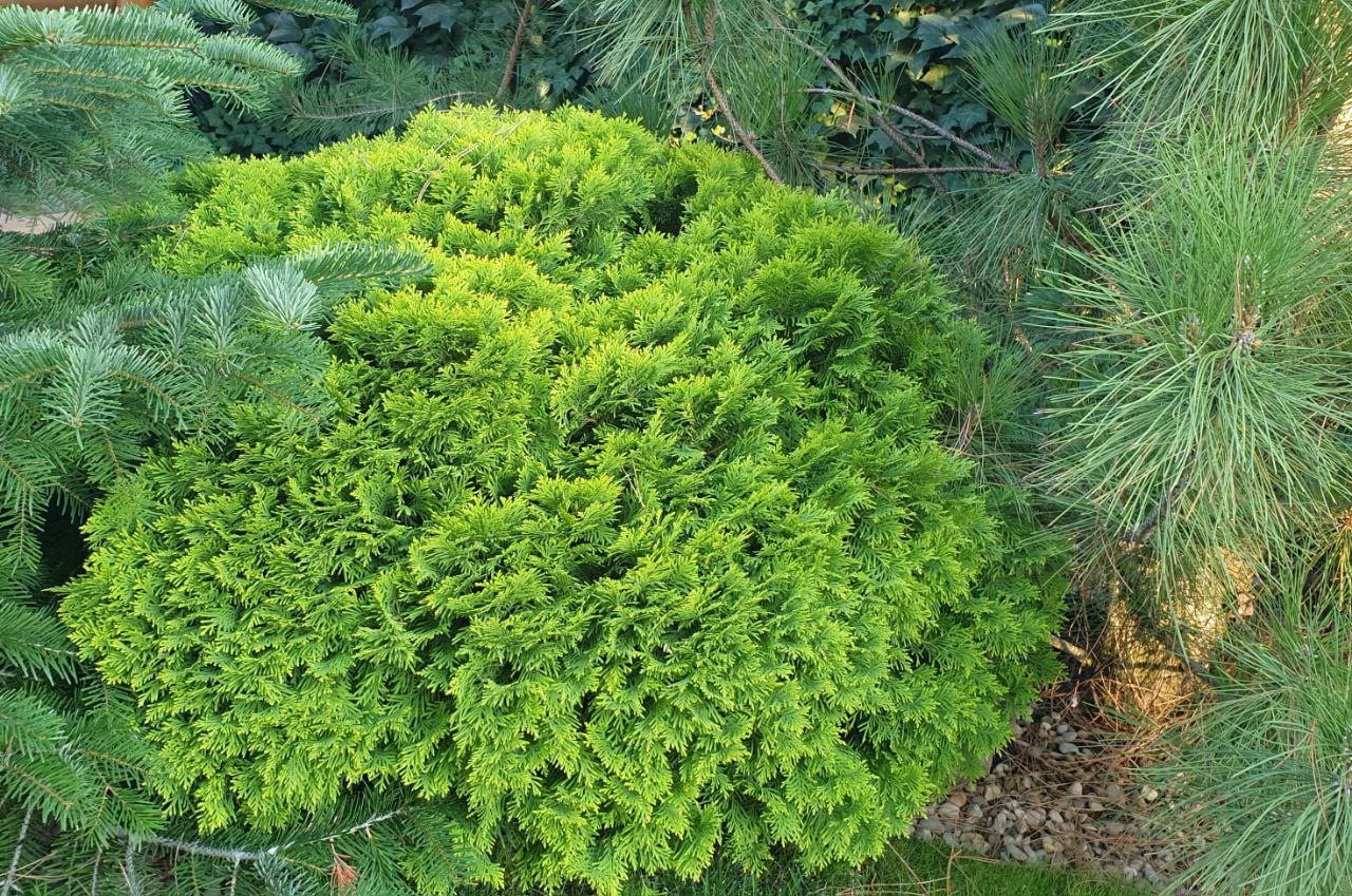 Thuja occidentalis 'Mirjam'