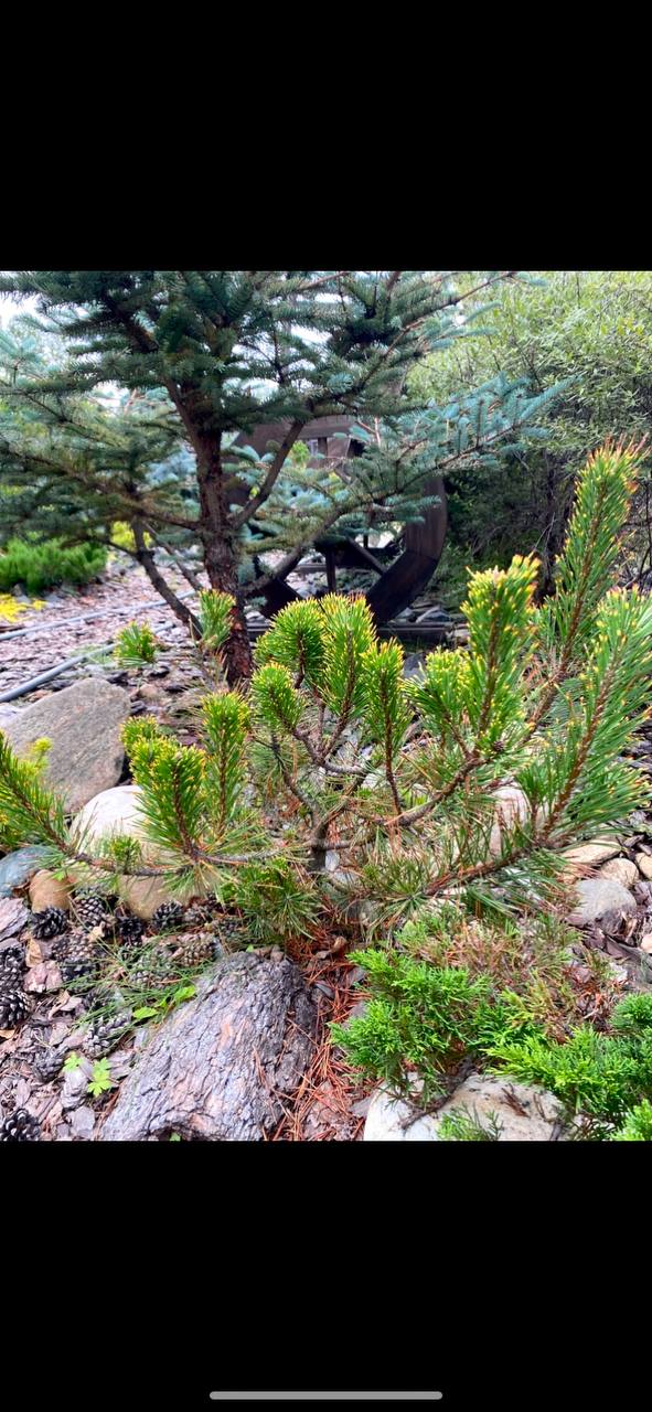 Pinus mugo 'Dikobraz'