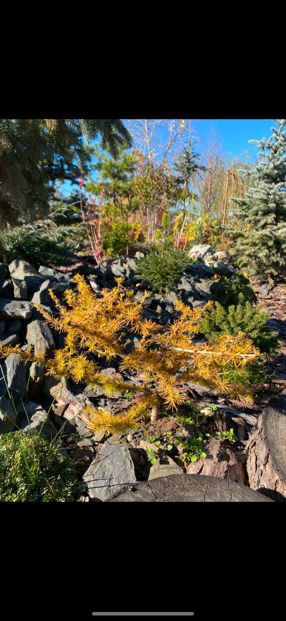 Larix laricina ‘Hartwig Pine’