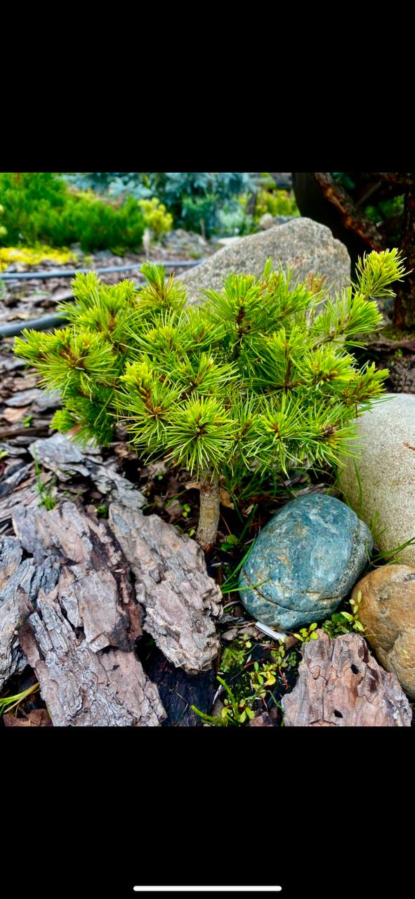 Pinus parviflora 'Debby'